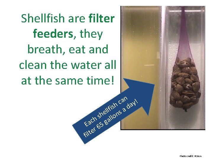 Shellfish are filter feeders, they breath, eat and clean the water all at the