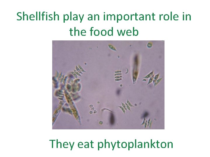 Shellfish play an important role in the food web They eat phytoplankton Shellfish play an important role in the food web They eat phytoplankton
