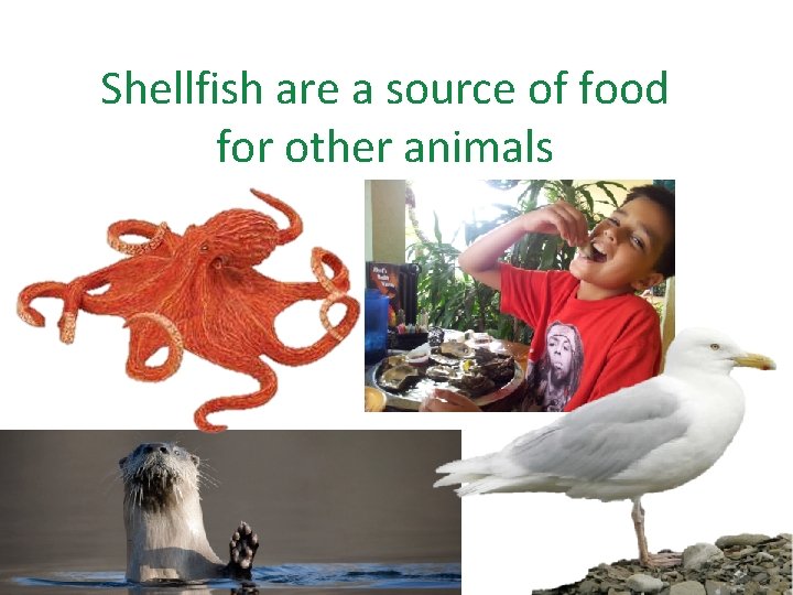 Shellfish are a source of food for other animals 