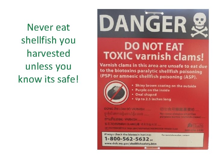 Never eat shellfish you harvested unless you know its safe! 