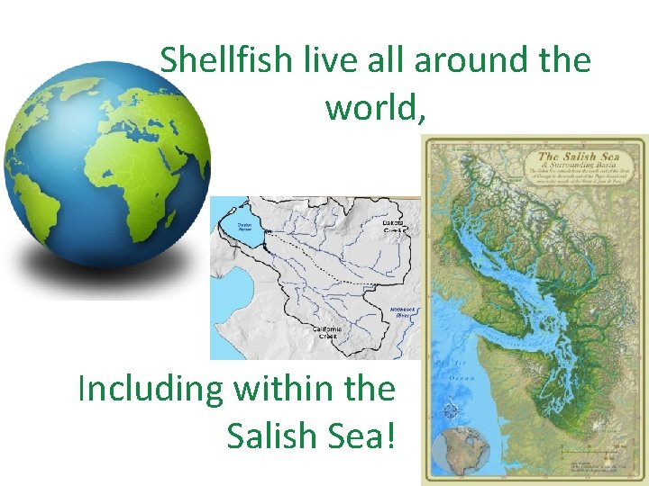 Shellfish live all around the world, Including within the Salish Sea! 