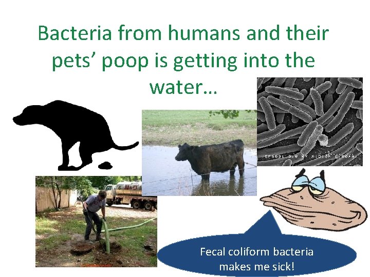 Bacteria from humans and their pets’ poop is getting into the water… Fecal coliform