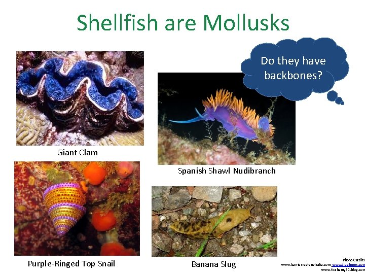 Shellfish are Mollusks Do they have backbones? Giant Clam Spanish Shawl Nudibranch Purple-Ringed Top