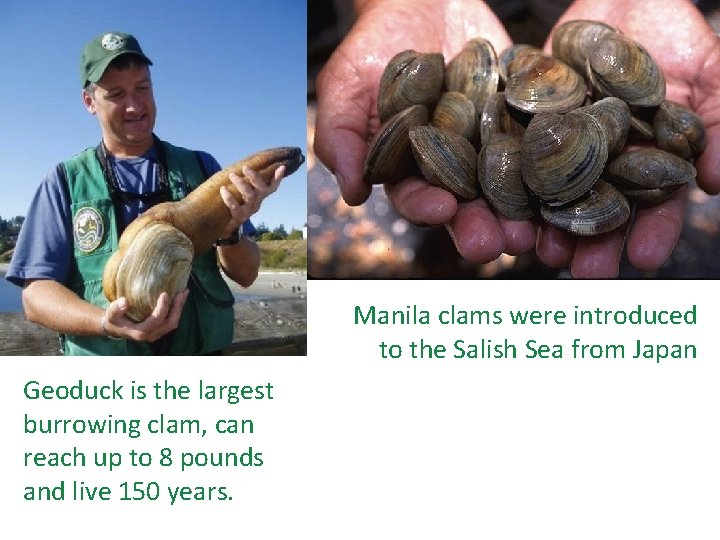 Manila clams were introduced to the Salish Sea from Japan Geoduck is the largest
