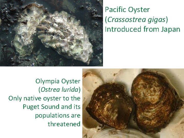 Pacific Oyster (Crassostrea gigas) Introduced from Japan Olympia Oyster (Ostrea lurida) Only native oyster