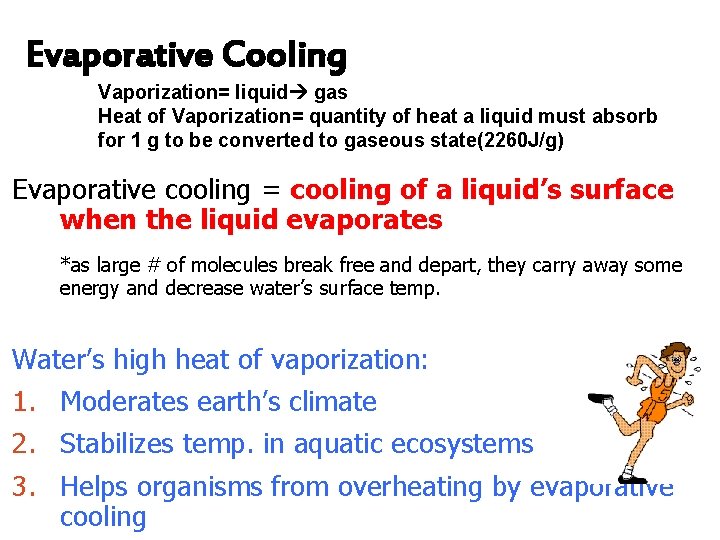 Evaporative Cooling Vaporization= liquid gas Heat of Vaporization= quantity of heat a liquid must