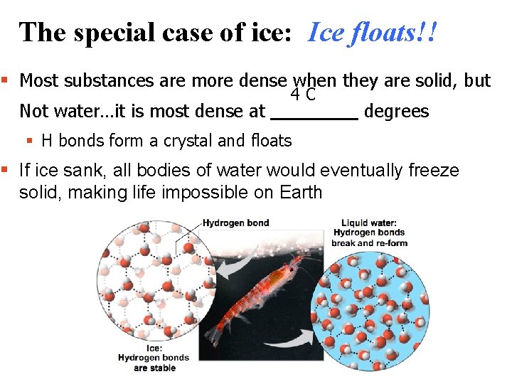 The special case of ice: Ice floats!! § Most substances are more dense when