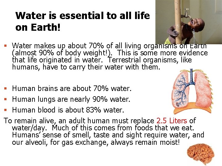 Water is essential to all life on Earth! § Water makes up about 70%