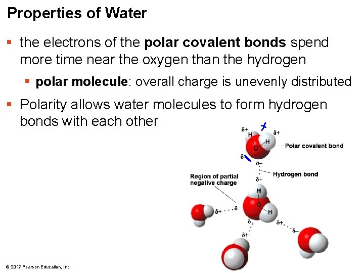 Properties of Water § the electrons of the polar covalent bonds spend more time