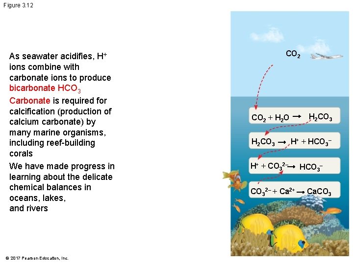Figure 3. 12 As seawater acidifies, H+ ions combine with carbonate ions to produce