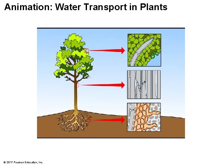 Animation: Water Transport in Plants © 2017 Pearson Education, Inc. 