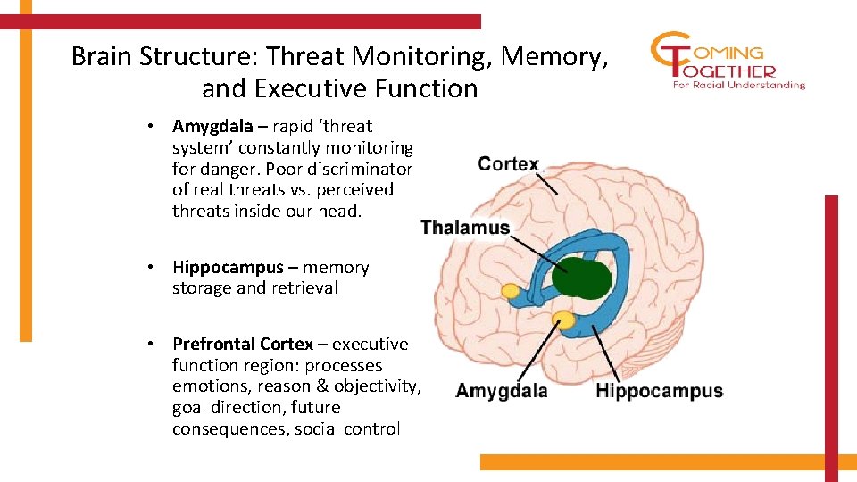 Brain Structure: Threat Monitoring, Memory, and Executive Function • Amygdala – rapid ‘threat system’