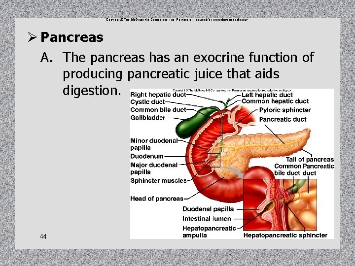Copyright The Mc. Graw-Hill Companies, Inc. Permission required for reproduction or display. Ø Pancreas Copyright The Mc. Graw-Hill Companies, Inc. Permission required for reproduction or display. Ø Pancreas