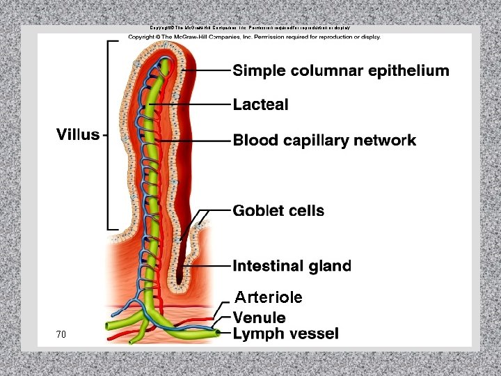 Copyright The Mc. Graw-Hill Companies, Inc. Permission required for reproduction or display. Arteriole 70 Copyright The Mc. Graw-Hill Companies, Inc. Permission required for reproduction or display. Arteriole 70