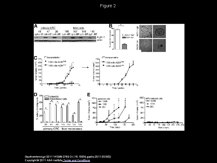 Figure 2 Gastroenterology 2011 141269 -278 DOI: (10. 1053/j. gastro. 2011. 03. 052) Copyright