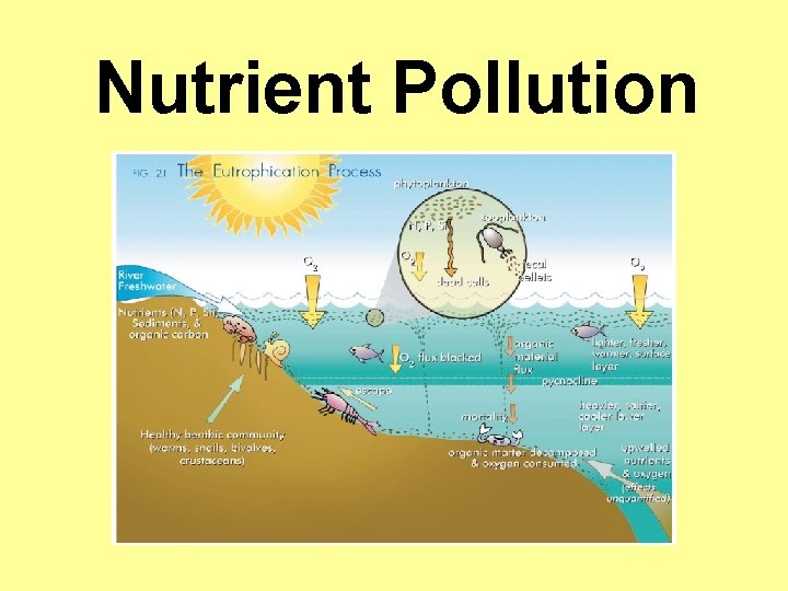 Nutrient Pollution 