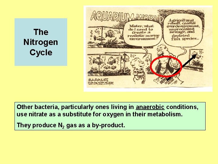 The Nitrogen Cycle Other bacteria, particularly ones living in anaerobic conditions, use nitrate as