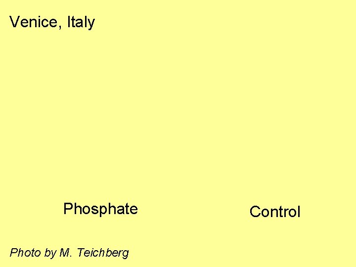 Venice, Italy Phosphate Photo by M. Teichberg Control 