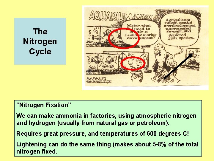 The Nitrogen Cycle “Nitrogen Fixation” We can make ammonia in factories, using atmospheric nitrogen