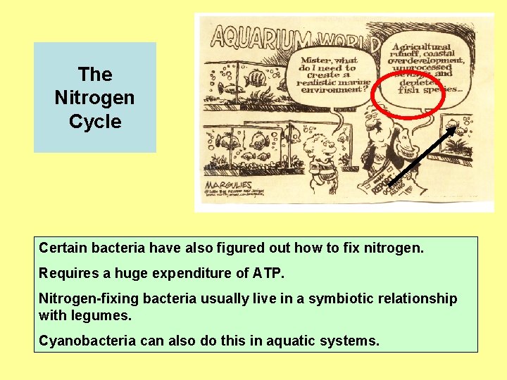 The Nitrogen Cycle Certain bacteria have also figured out how to fix nitrogen. Requires