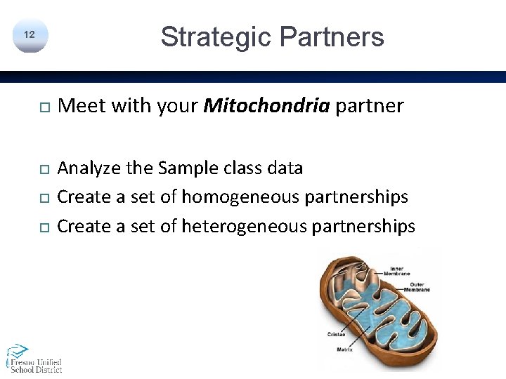 Strategic Partners 12 Meet with your Mitochondria partner Analyze the Sample class data Create