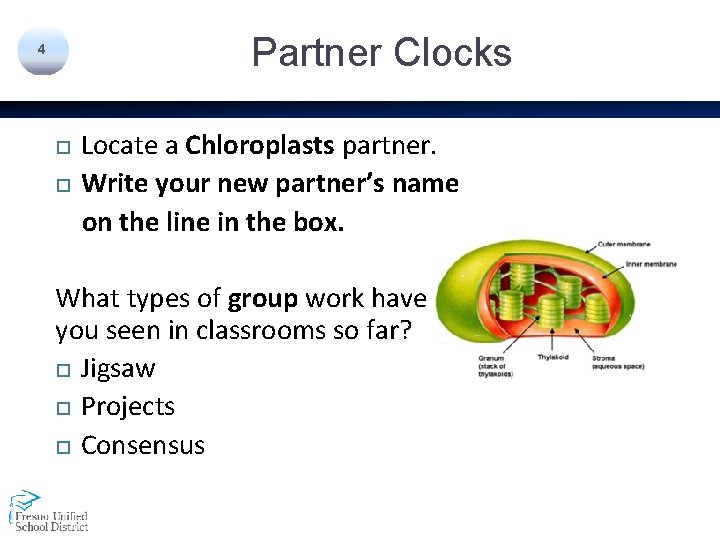 Partner Clocks 4 Locate a Chloroplasts partner. Write your new partner’s name on the
