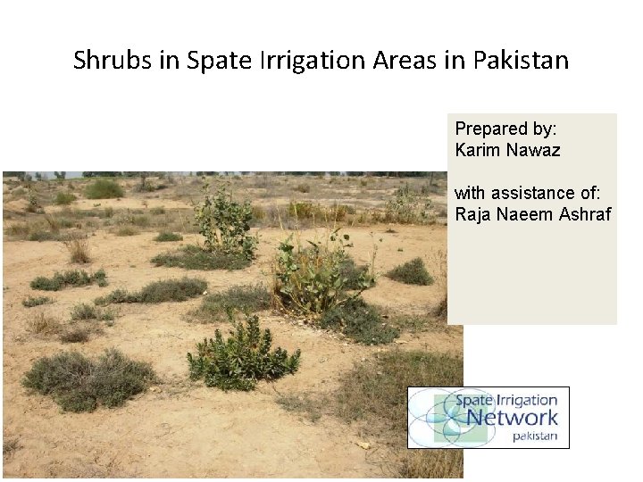 Shrubs in Spate Irrigation Areas in Pakistan Prepared by: Karim Nawaz with assistance of: