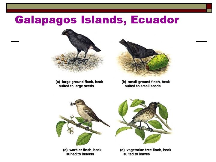 Galapagos Islands, Ecuador 