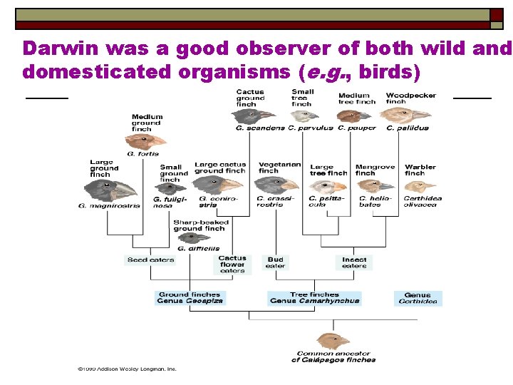 Darwin was a good observer of both wild and domesticated organisms (e. g. ,