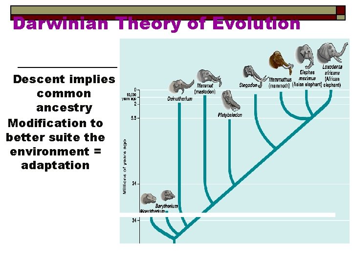 Darwinian Theory of Evolution Descent implies common ancestry Modification to better suite the environment