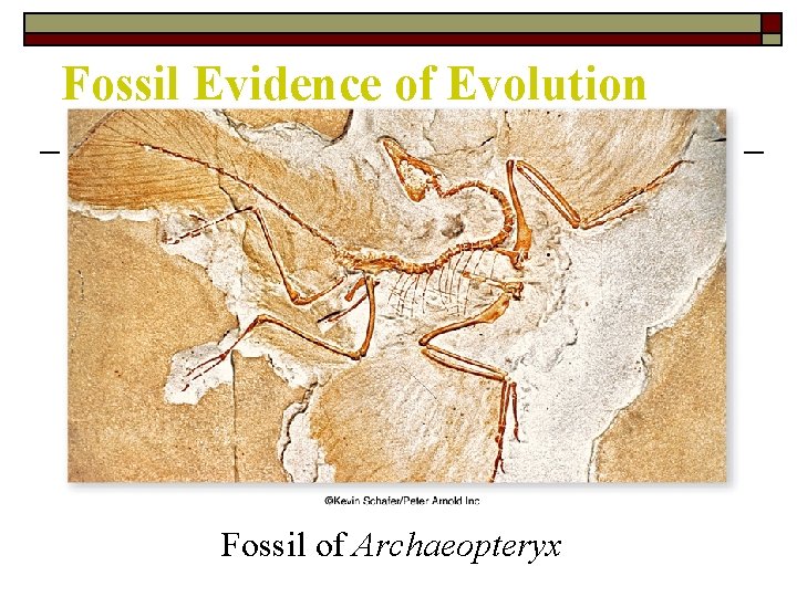 Fossil Evidence of Evolution Fossil of Archaeopteryx 