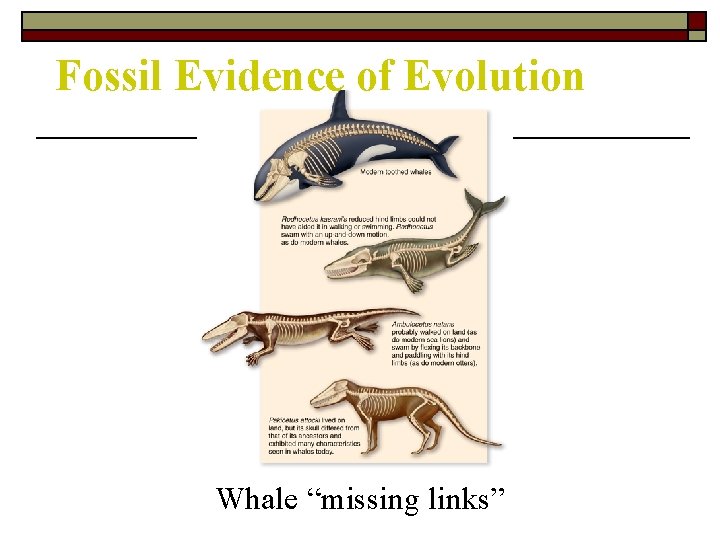 Fossil Evidence of Evolution Whale “missing links” 