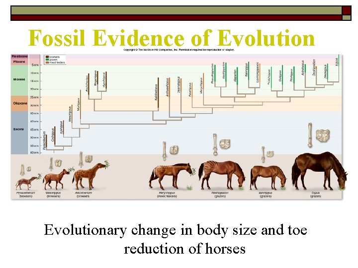 Fossil Evidence of Evolutionary change in body size and toe reduction of horses 