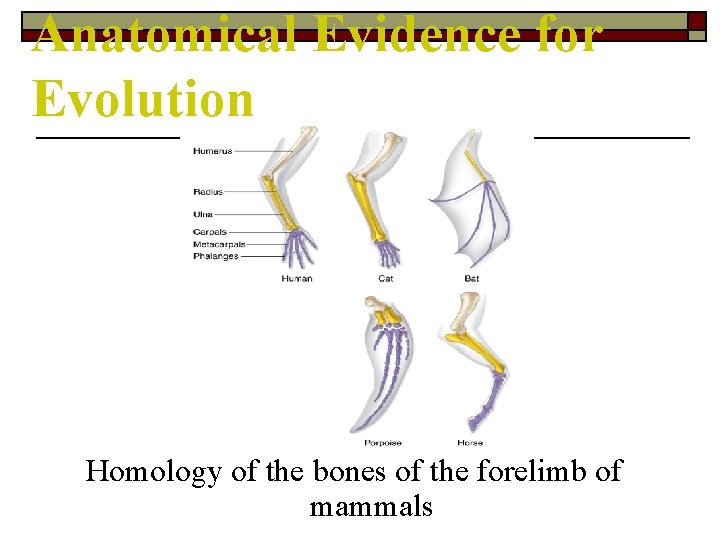 Anatomical Evidence for Evolution Homology of the bones of the forelimb of mammals 