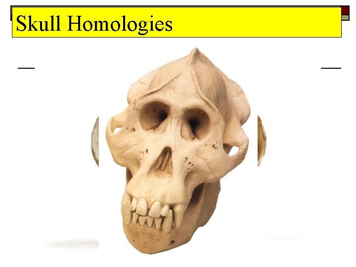 Skull Homologies 