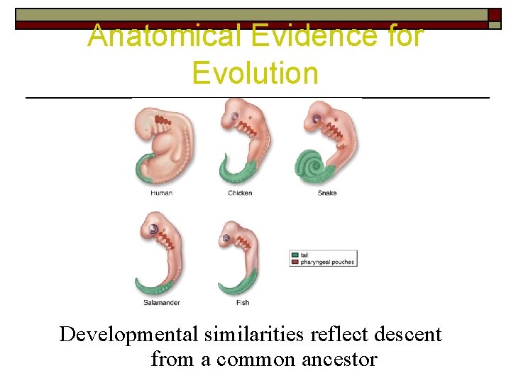 Anatomical Evidence for Evolution Developmental similarities reflect descent from a common ancestor 