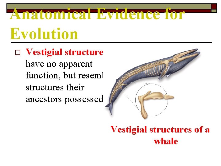 Anatomical Evidence for Evolution o Vestigial structures: have no apparent function, but resemble structures