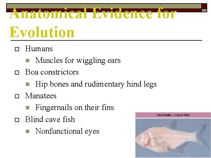 Anatomical Evidence for Evolution o o Humans n Muscles for wiggling ears Boa constrictors