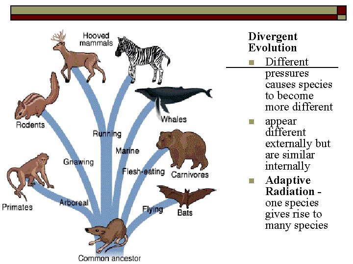 Divergent Evolution n Different pressures causes species to become more different n appear different
