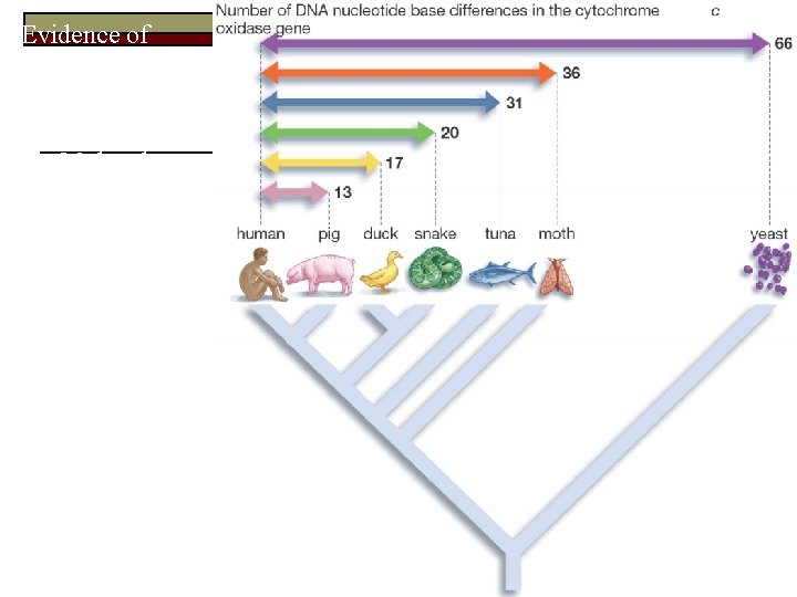 Evidence of Evolution – Conservation and Diversification at the Molecular Level Why should different