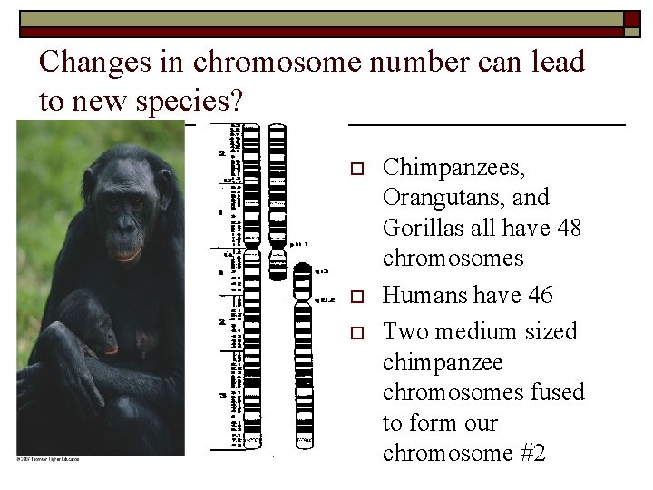 Changes in chromosome number can lead to new species? o o o Chimpanzees, Orangutans,