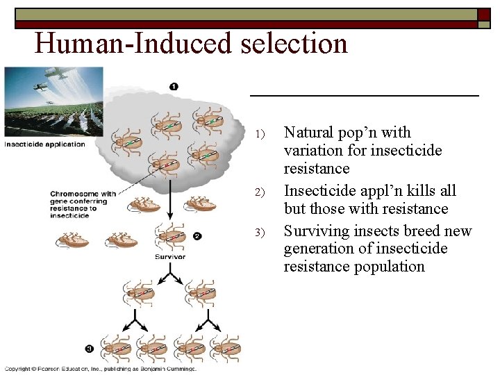 Human-Induced selection 1) 2) 3) Natural pop’n with variation for insecticide resistance Insecticide appl’n