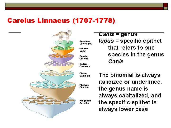 Carolus Linnaeus (1707 -1778) Canis = genus lupus = specific epithet that refers to
