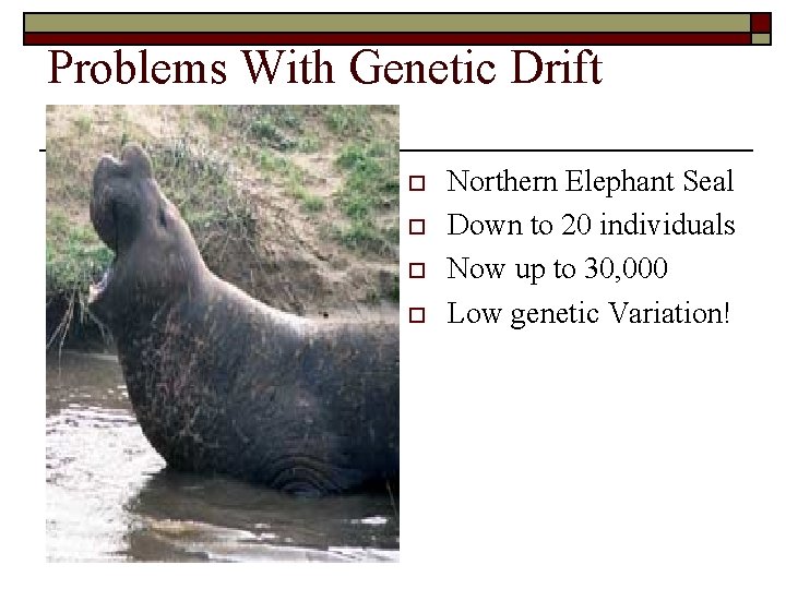 Problems With Genetic Drift o o Northern Elephant Seal Down to 20 individuals Now