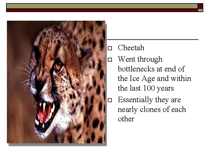 o o o Cheetah Went through bottlenecks at end of the Ice Age and
