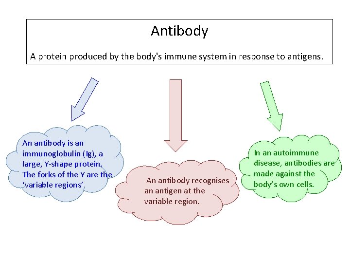 Antibody A protein produced by the body's immune system in response to antigens. An