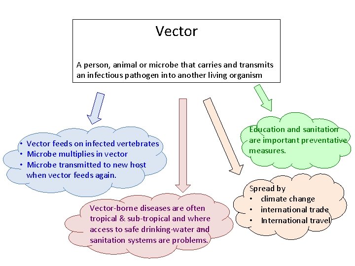Vector A person, animal or microbe that carries and transmits an infectious pathogen into