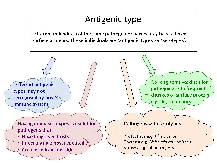 Antigenic type Different individuals of the same pathogenic species may have altered surface proteins.