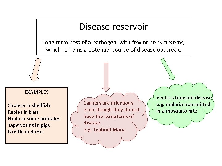 Disease reservoir Long term host of a pathogen, with few or no symptoms, which