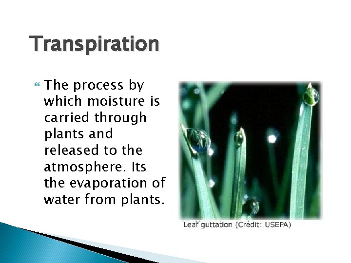 Transpiration The process by which moisture is carried through plants and released to the Transpiration The process by which moisture is carried through plants and released to the